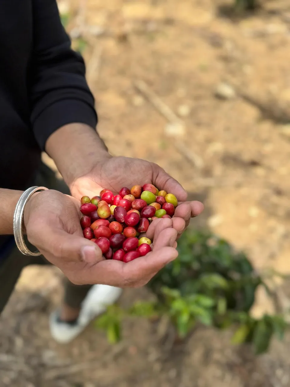 Manos sosteniendo cerezas de café recogidas en la finca